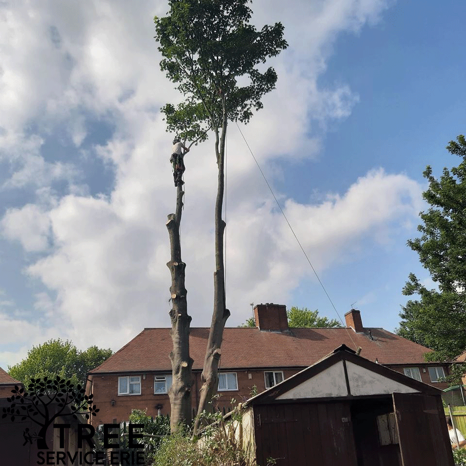 Erie Tree Service Co Image